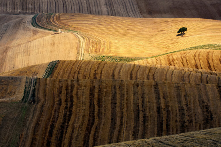 Lucianetti Fernando Luigi - Tree-between-the-lines
